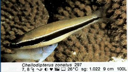 Cheilodipterus zonatus